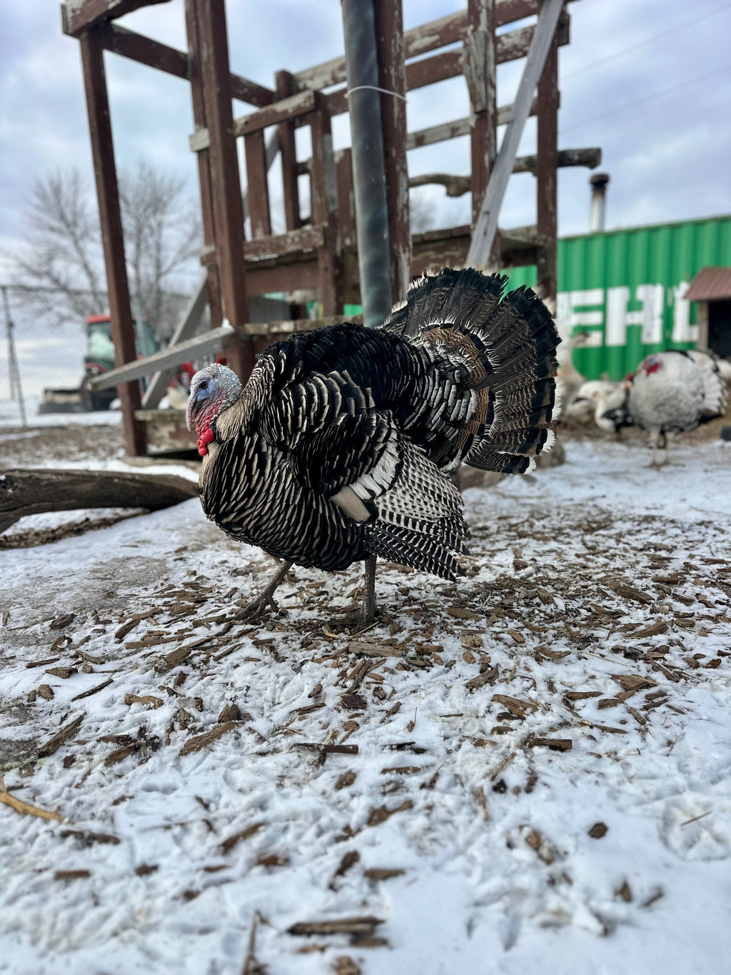 PRE ORDER 2026 Thanksgiving Turkeys-Local Pick Up Only Limited Amounts