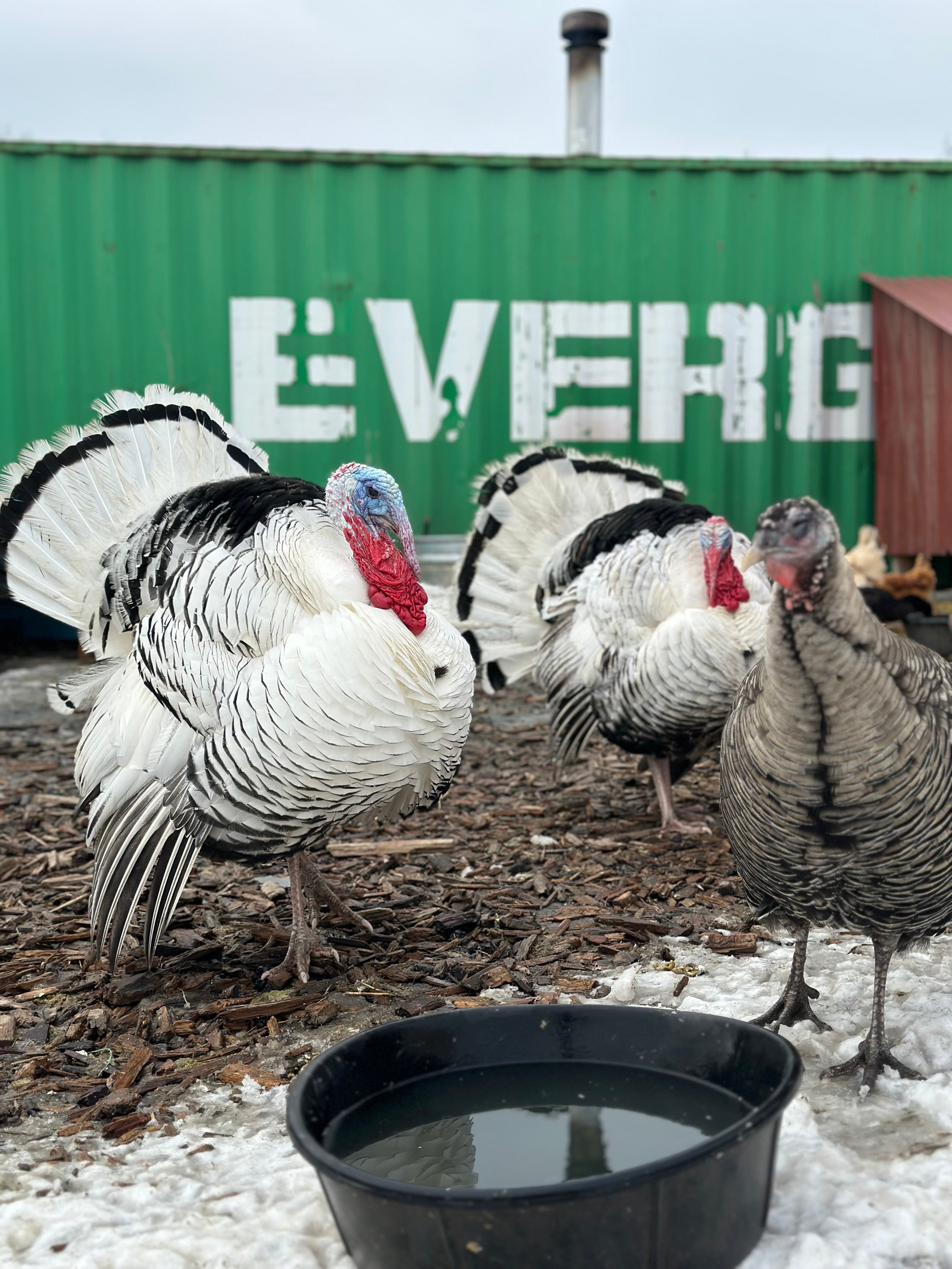 PRE ORDER 2026 Thanksgiving Turkeys-Local Pick Up Only Limited Amounts