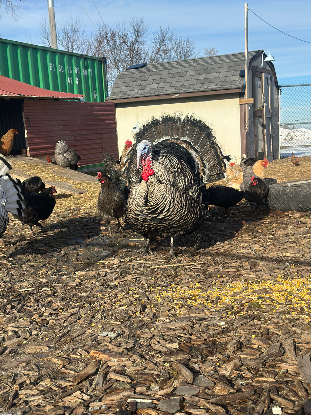 PRE ORDER 2026 Thanksgiving Turkeys-Local Pick Up Only Limited Amounts