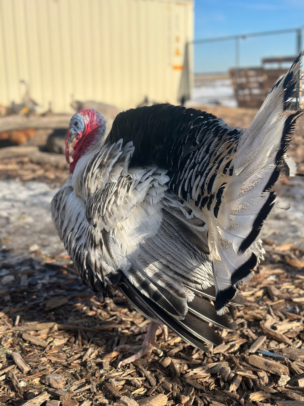 PRE ORDER 2026 Thanksgiving Turkeys-Local Pick Up Only Limited Amounts