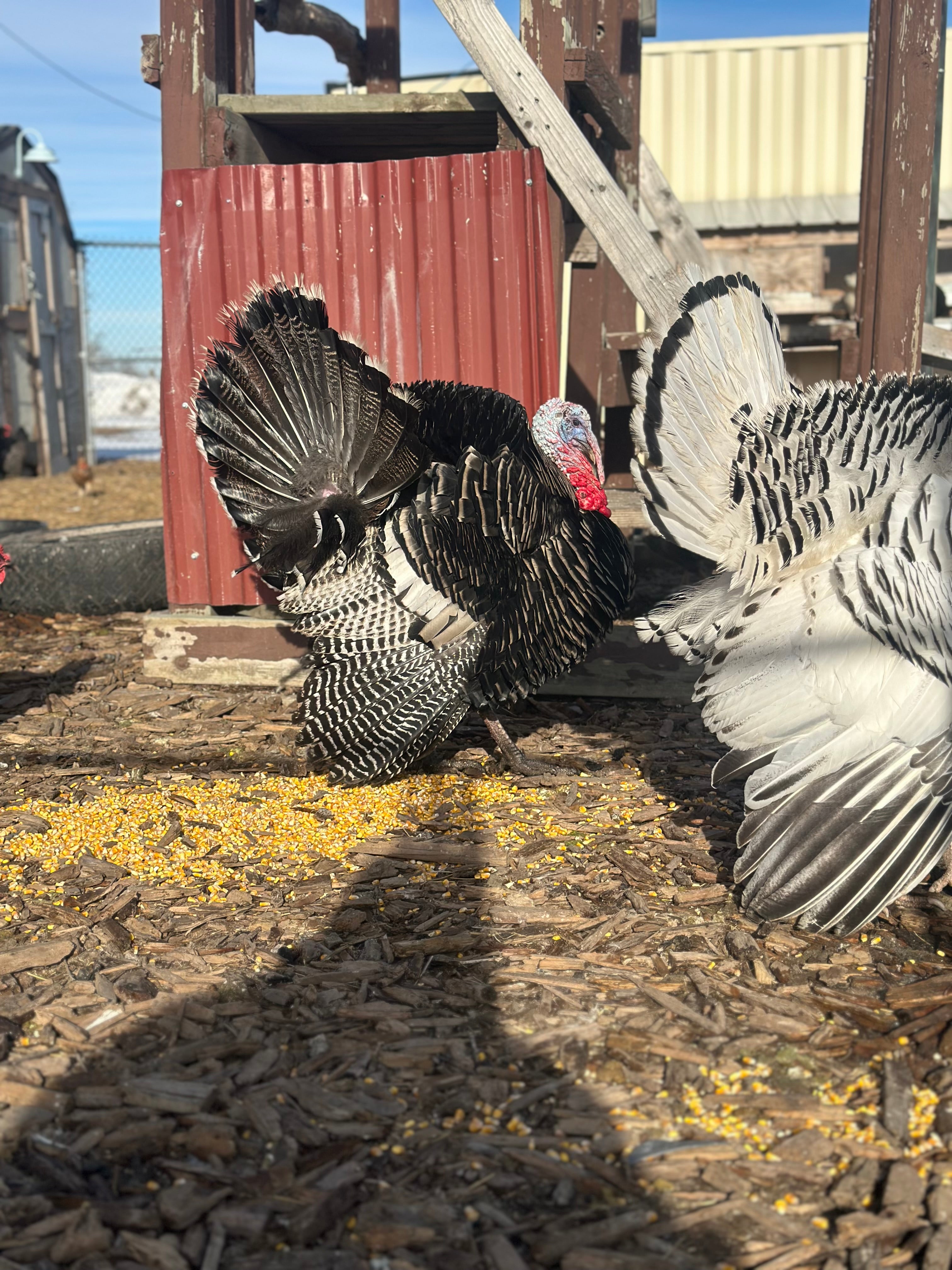 PRE ORDER 2026 Thanksgiving Turkeys-Local Pick Up Only Limited Amounts